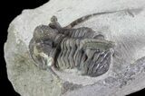 Rare Eifel Cyphaspis Trilobite - Germany #27432-3